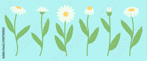 Chamomile set, vector flower illustration. Flat style. Element for postcard design. Botanical drawing of daisies.