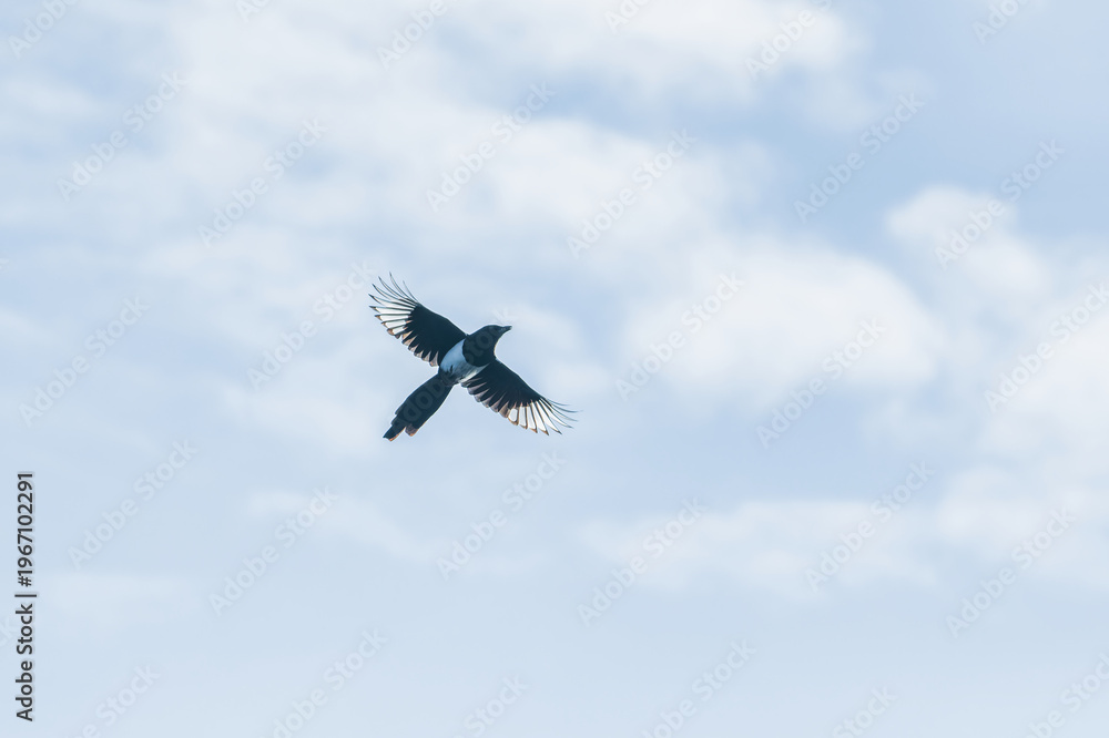 Fototapeta premium Magpie flying against blue sky with clouds