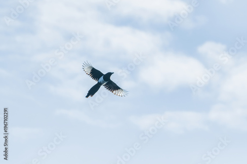 Magpie flying against blue sky with clouds