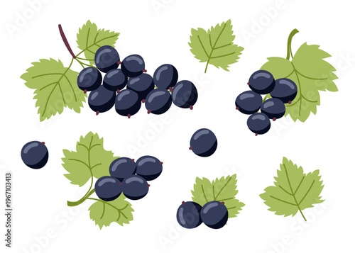 Set of black currants isolated on white background. Vector flat cliparts.