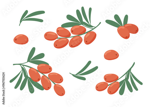 Set of sea buckthorn berries isolated on white background. Vector flat cliparts.
