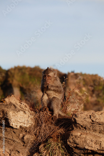 Affe auf Mount Batur in Indonesien