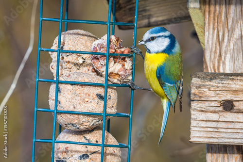 Blue tit feeding at bird feeder in winter garden