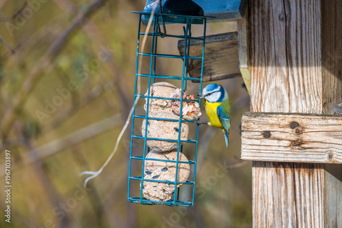 Blue tit feeding at bird feeder in winter garden