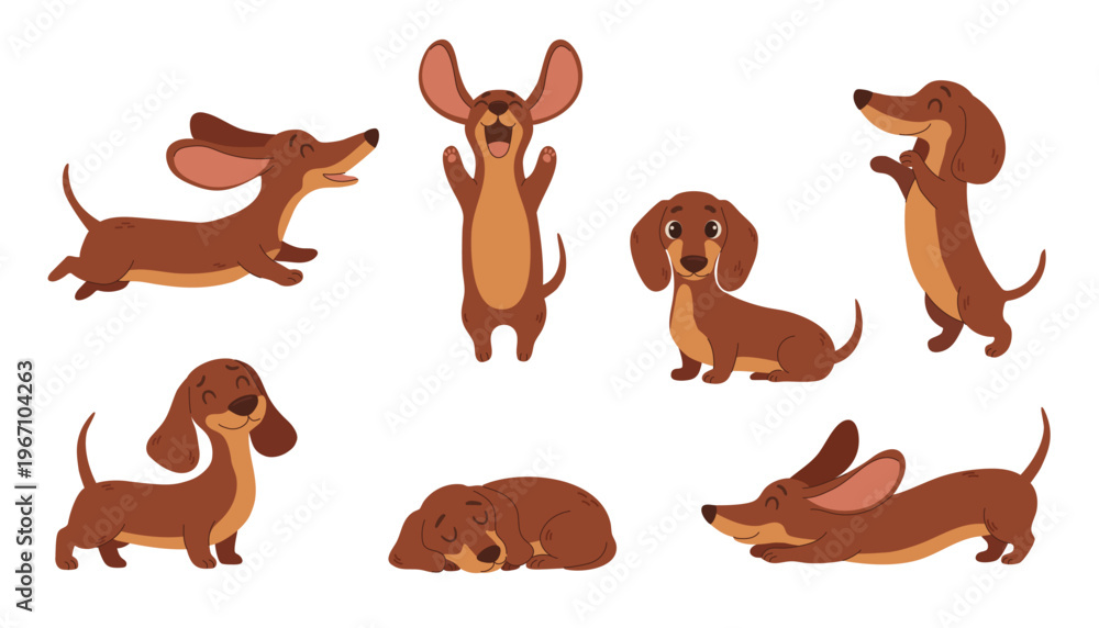 Obraz premium Cute dachshund dog set, funny sausage dog characters in different poses, happy cartoon puppy collection, flat vector illustration