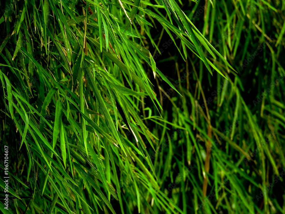 Fototapeta premium Close up of bamboo leaves showcasing slender shapes, smooth texture, and calming green tones. Captured with soft natural lighting and shallow depth of field, ideal for zen concepts, eco themes