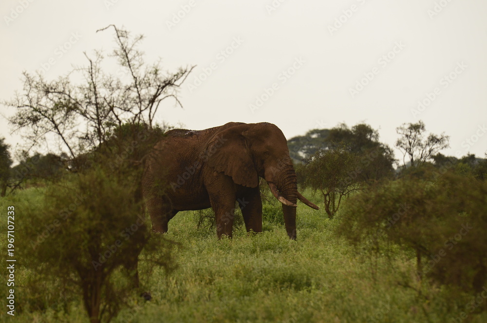 Fototapeta premium African elephant walks through green vegetation in its natural savanna habitat. The image highlights the massive size, texture of the skin, and calm strength of one of the most iconic animals of Afric