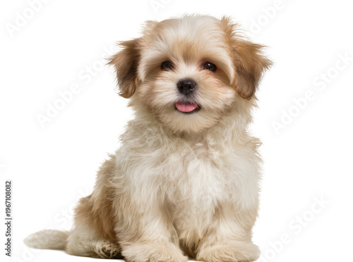 Fotografie Isolated adorable fluffy light brown and white puppy sitting, with tongue out an
