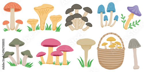 Hand drawn mushroom collection vector set. Variety of edible and wild mushrooms with wicker basket clipart illustration