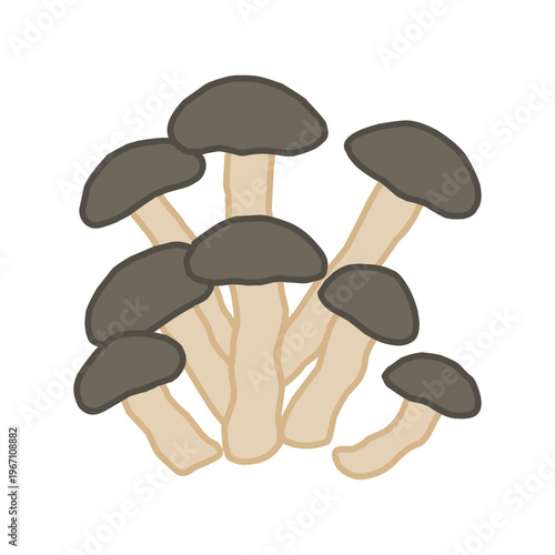 Fresh brown shimeji mushrooms cluster vector illustration. Hand drawn beech mushrooms clipart for cooking and menu design