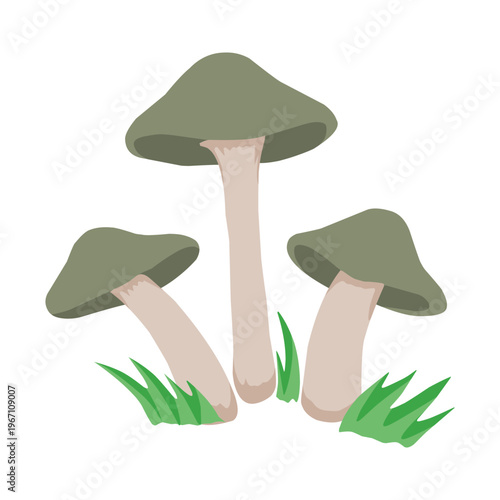 Group of three greenish grey forest mushrooms with grass vector. Hand drawn wild fungi clipart for nature and autumn design