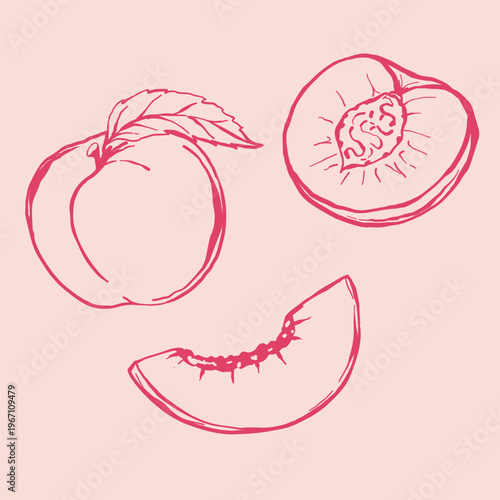 Summer sweet peach sketchy illustration. Whole fruit with leaf and slice. Handdrawn vector lineart.