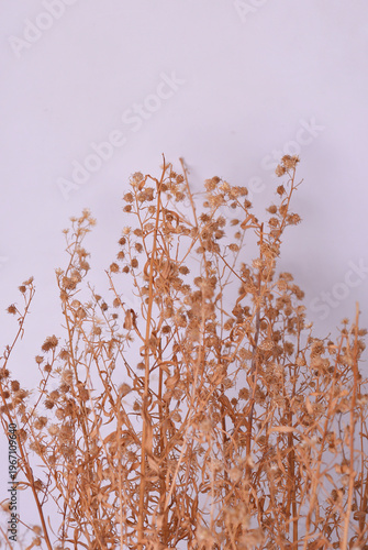 Dried Wildflowers Bouquet Against Soft Light Background