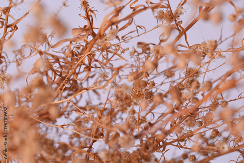 Dried Wildflowers Bouquet Against Soft Light Background