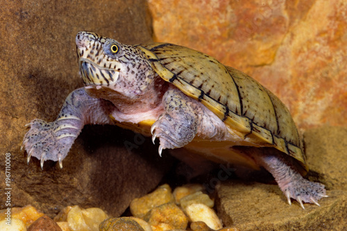 Flattened musk turtle, Sternotherus depressus.