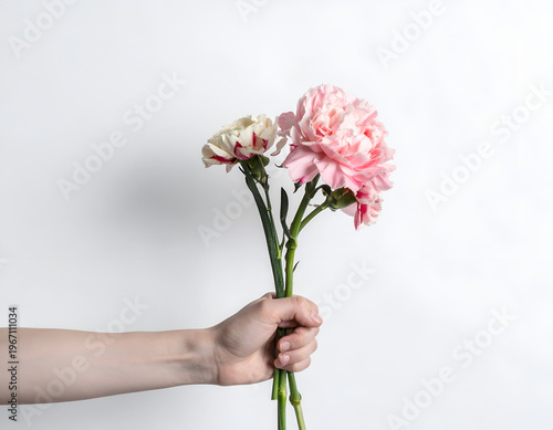 Hand Holding Pink Carnation Flowers on White Background, Minimalist Floral Gift Concept for Love, Romance, Celebration, Mother’s Day and Special Occasions with Soft Natural Aesthetic