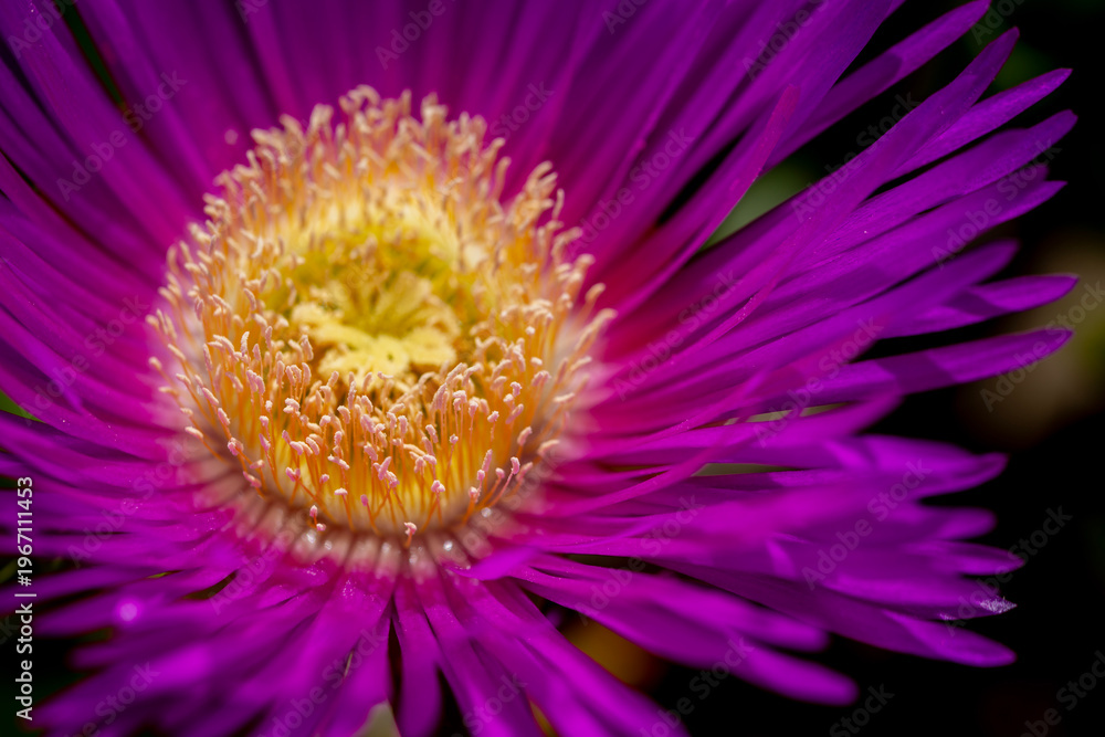 Obraz premium close up of pink flower