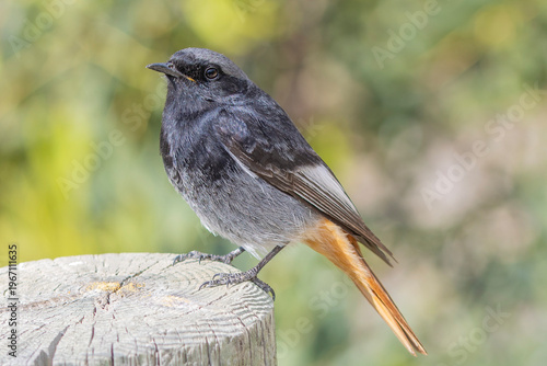 blackbird on a branch