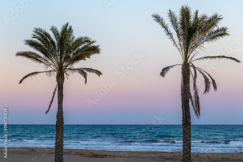 palm trees on the beach