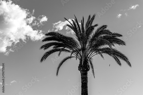 palm tree silhouette