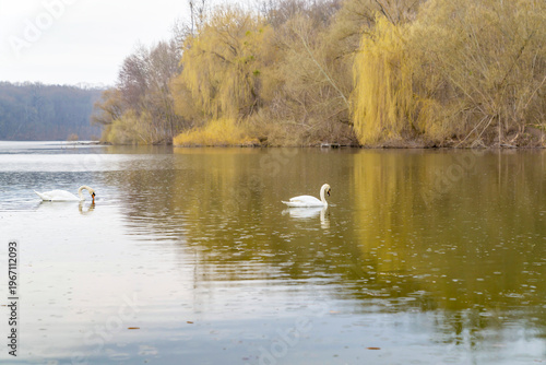Swans swimming on calm lake with autumn trees on shoreline. Natural wildlife photography. Nature and animal behavior concept. Wide angle view with copy space