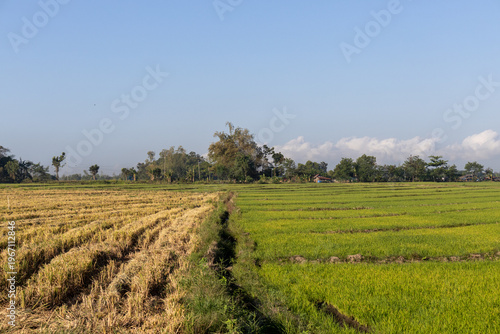 rice plantation