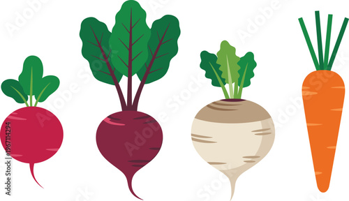 Vector set of root vegetables including red radish, purple beetroot, white turnip, and orange carrot for healthy food illustrations.