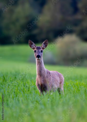 deer in the grass