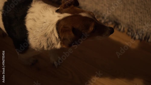 Top view of a calm Jack Russell Terrier walking on the floor and looking at the camera, a pet with a relaxed demeanor.