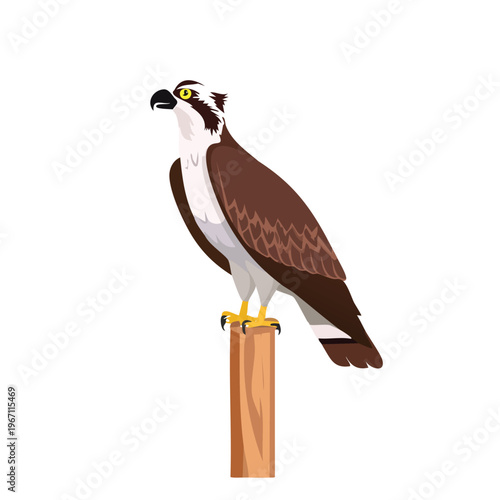Isolated vector illustration of a majestic osprey perched on wooden post