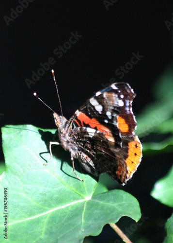 butterfly on leaf