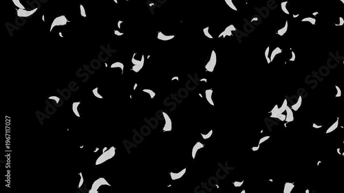 White Feathers Floating on Transparent Background (Alpha Channel)｜白い羽根が舞い散る アルファチャンネル付き透過素材