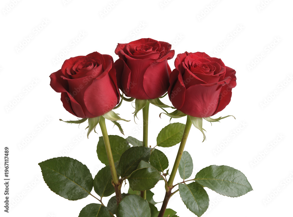 Fototapeta premium Isolated beautiful deep red roses in bloom, elegant and classic floral arrangement