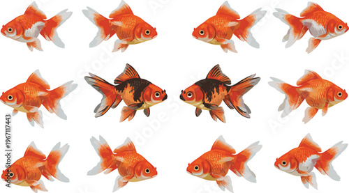 Vector illustration of orange goldfish with contrasting black‑and‑orange fish symbolizing uniqueness and diversity