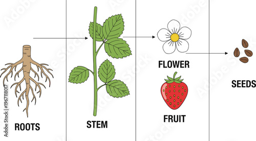 Vector illustration of strawberry plant life cycle showing roots, stem, flower, fruit and seeds