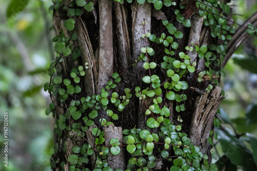 the climbing vine Metrosideros perforata (also known as creeping rātā), which is native to New Zealand. small, round, opposite leaves and wiry stems. nature background. ecology, environment and adapta