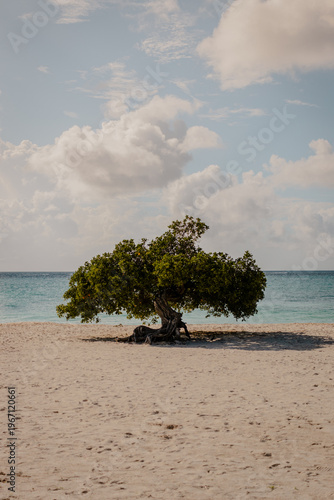 Fotografía Iconic Divi-Divi Tree on a Pristine White Sand Beach – Fofoti Tree in Eagle Beac