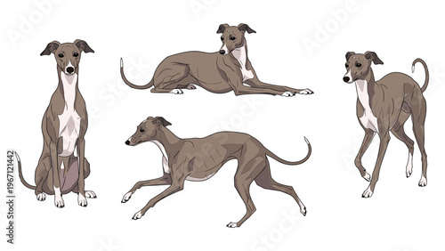 Elegant greyhound dog is depicted in four different poses showing its slender frame and graceful movements against white.
