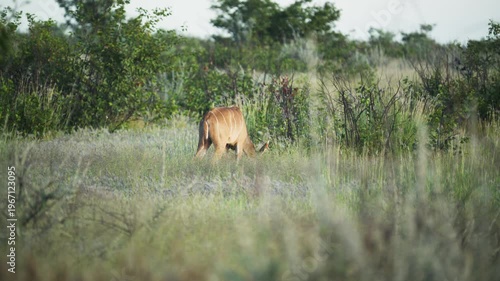 Lesser kudu antelope grazing in the african savanna wilderness of Etosha National Park, iconic wildlife sanctuary and safari destination located in Namibia, Africa