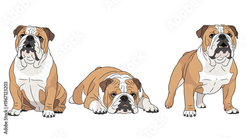 Sturdy brown and white English bulldog is shown in three characteristic poses including sitting, lying, and standing.