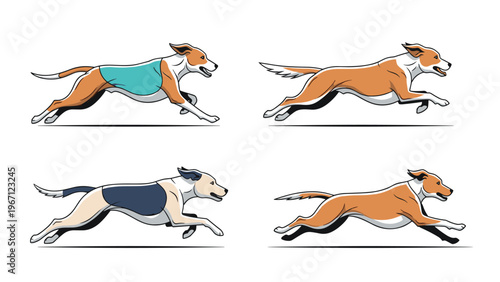 Four lean dogs with different colored coats and vests are shown in full sprint demonstrating speed and agility.