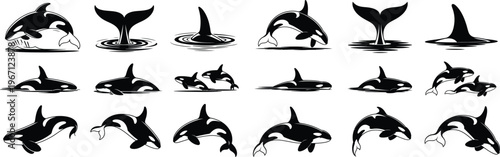 Silhouette orca whale icons set. Marine life, jumping whale, ocean animal movements, and sea creature swimming vector illustration