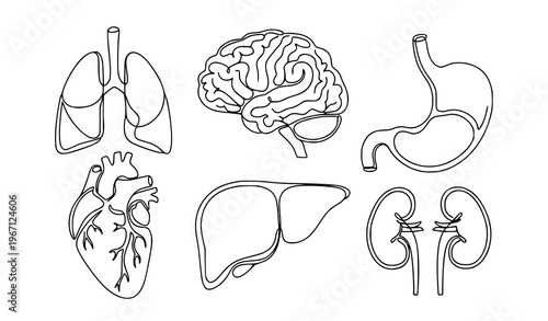 Human organs continuous one line drawing vector set lungs brain heart liver stomach kidneys isolated on white background