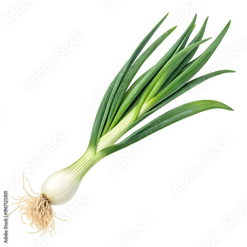  fresh green onion isolated on transparent background PNG