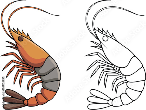 Shrimp illustration & outline set isolated on transparent background 