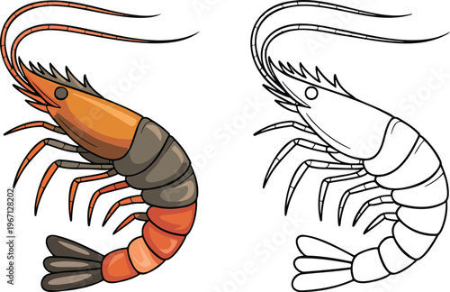 Shrimp illustration & outline set isolated on transparent background 