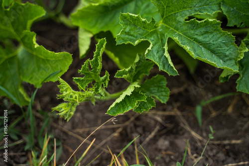 Billede på lærred Young squash plant growing in garden soil, displaying lush green leaves and new
