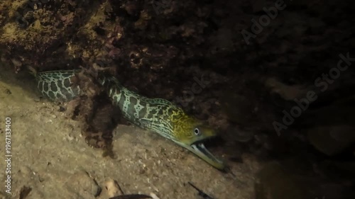 Tiger snake eel (Myrichthys maculosus) swimming and wriggling along sandy bottom among corals at night in flashlight beam. Natural nocturnal marine behavior underwater. Filmed in Nha Trang, Vietnam.
