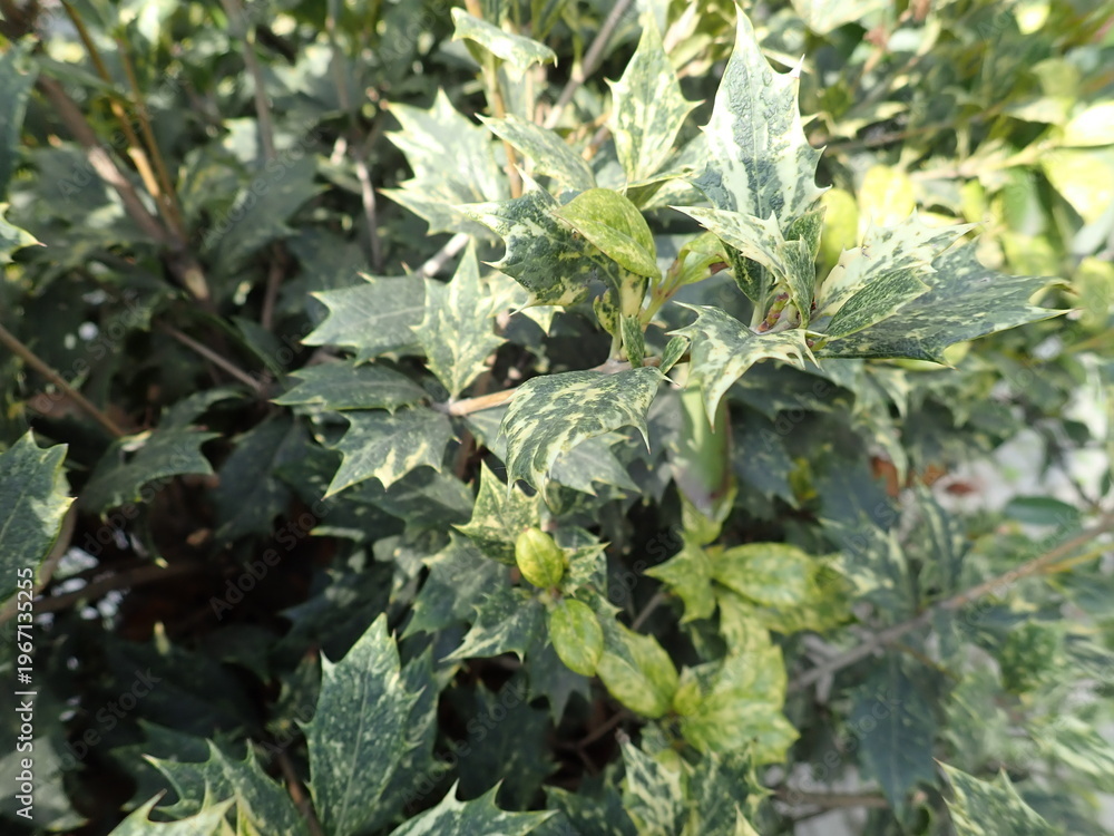Fototapeta premium green plant leaves in the park