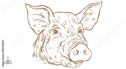 Pork, pig, hog, meat sketch, hand drawn. Vintage print, drawing with pig sketch ink pencil style drawing. Butchery pork pig head meat shop, text, typography. Vector Illustration